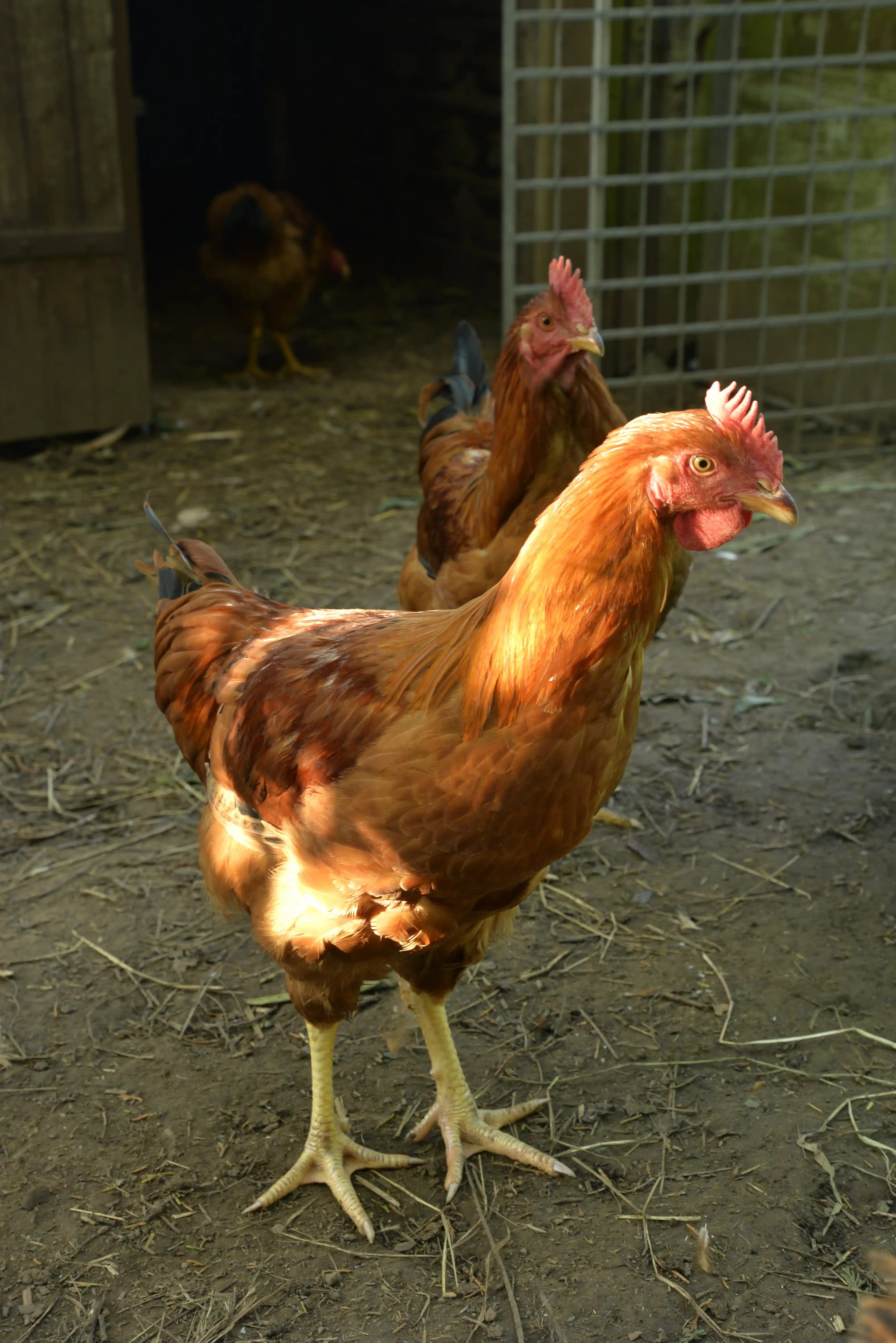 poule locations gîte plouha